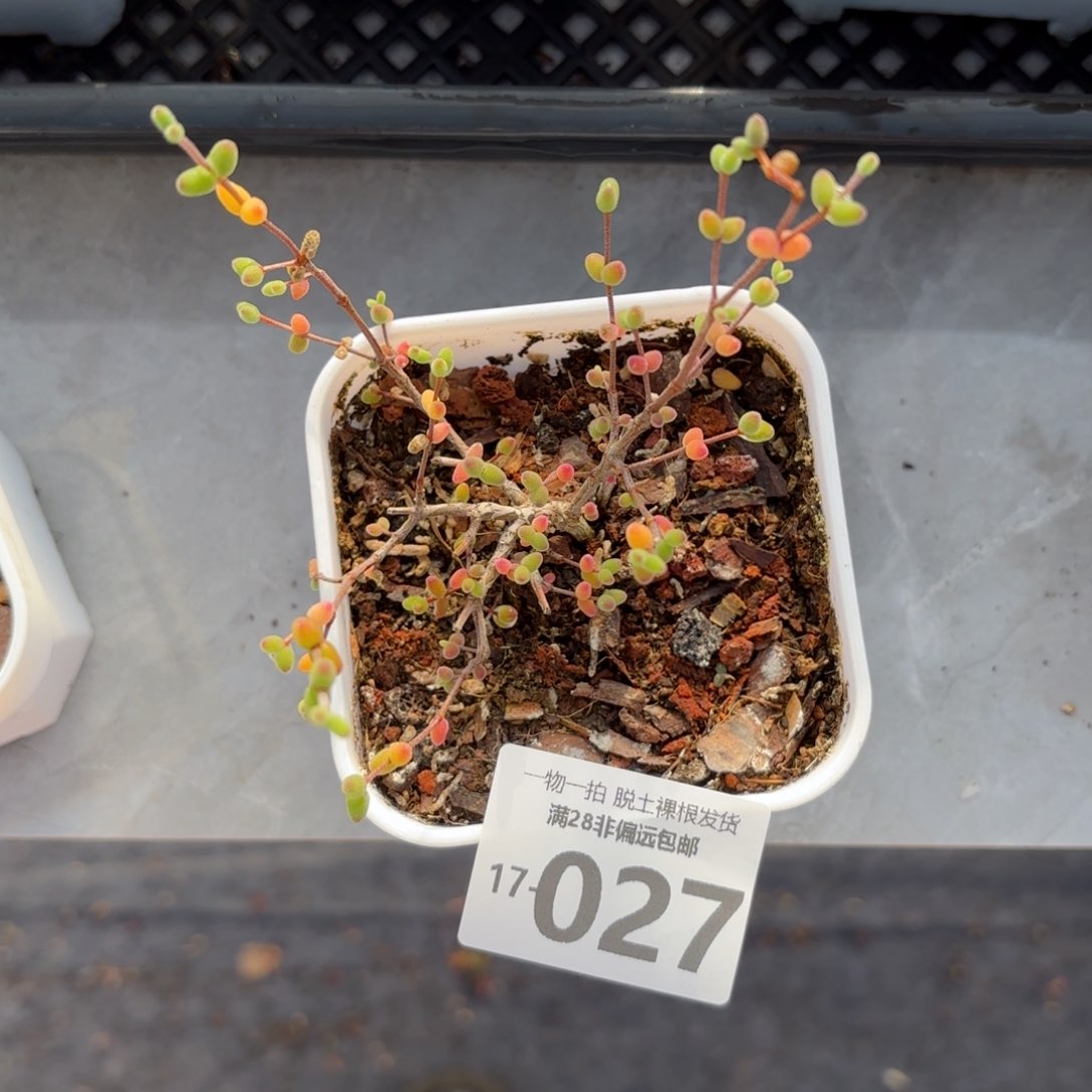 枝干番杏米粒多肉多肉