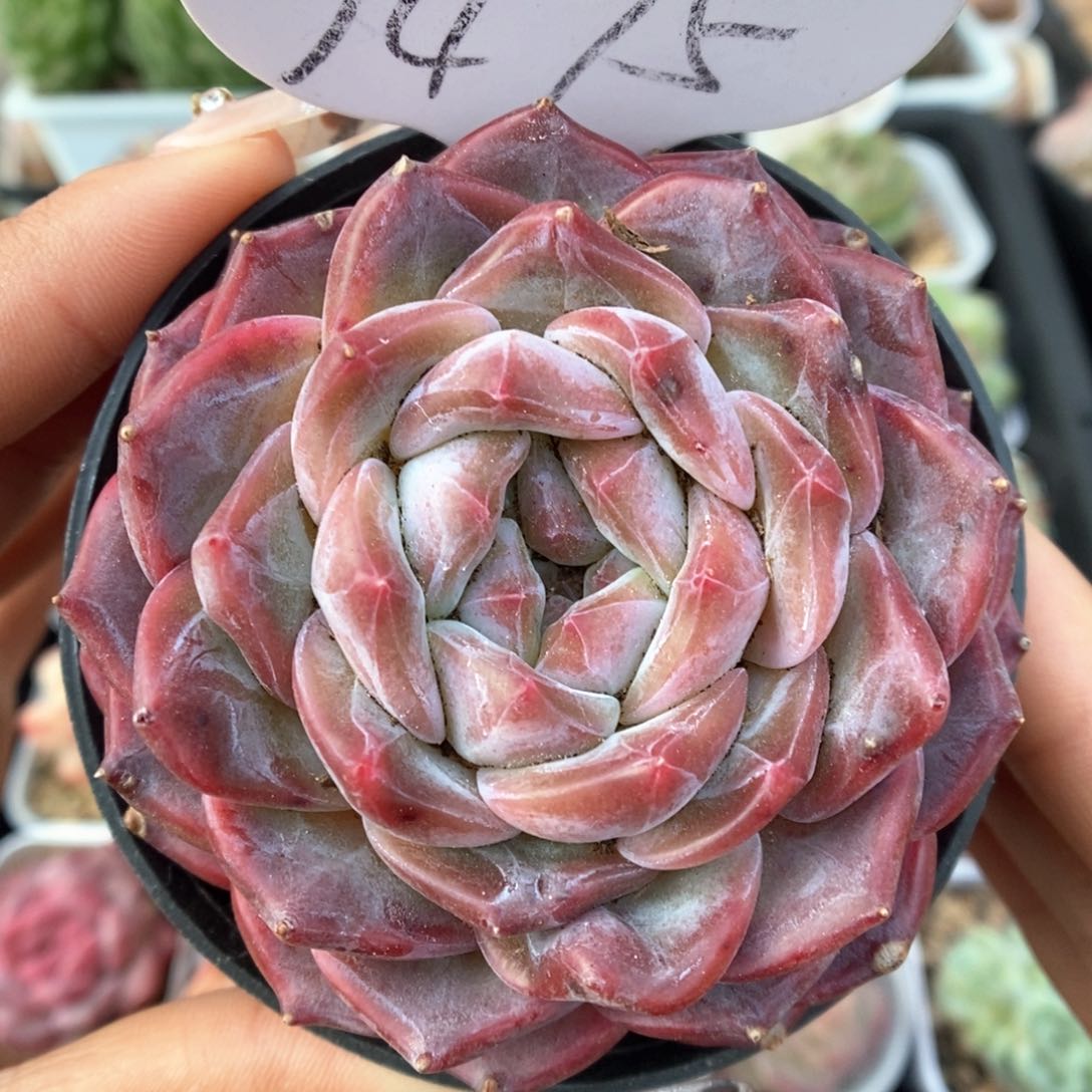 暗纹冰魄可拍9475号。