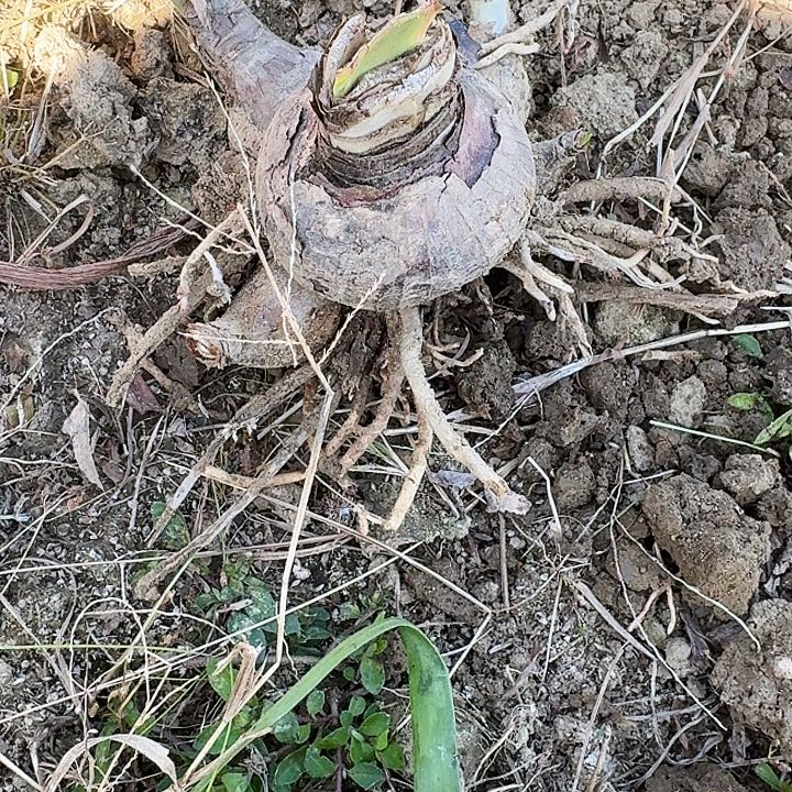 神魂颠倒朱顶红一坨残次，包对版不包其它
