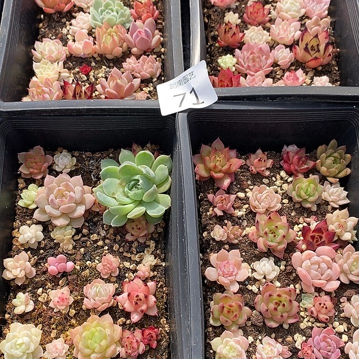 71多肉植物盆栽花卉