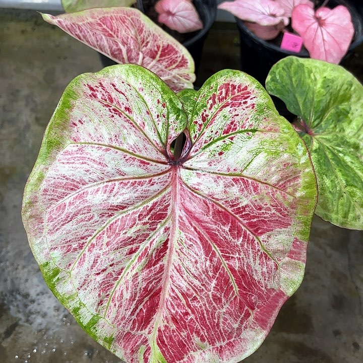 021-0205大富翁彩叶芋广东现货