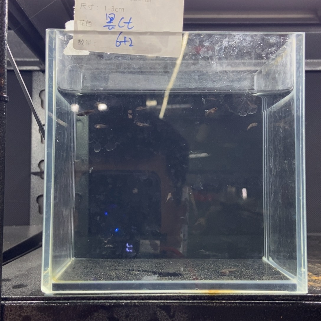 斗鱼包活不包损所见即所得070