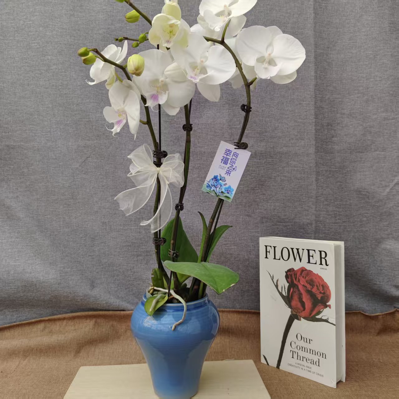 鲜花【白富美】蝴蝶兰好养耐养花期长苗情优质基地直发