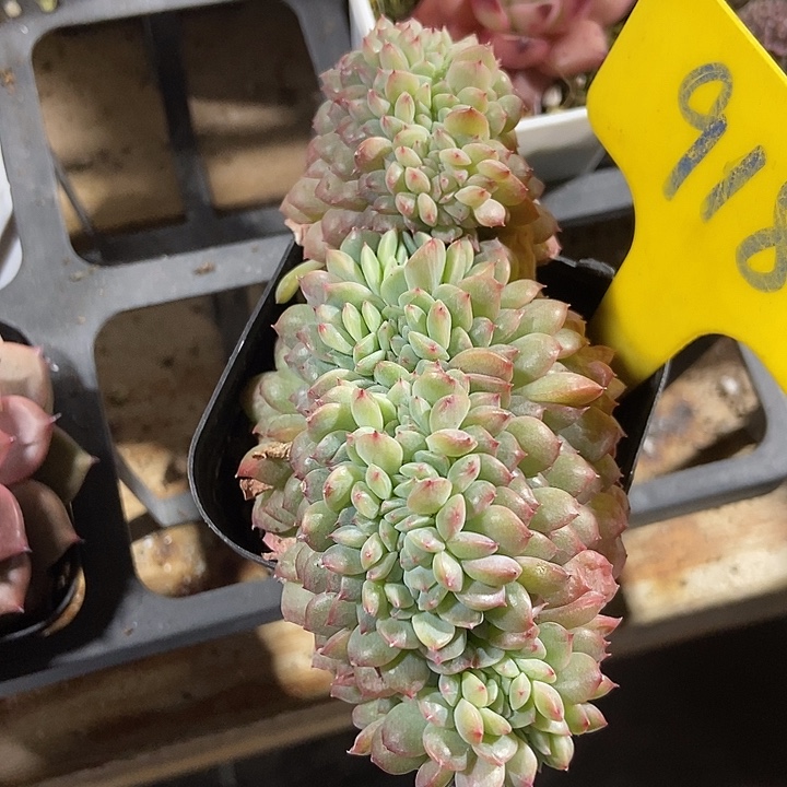 多肉植物冰魄缀918