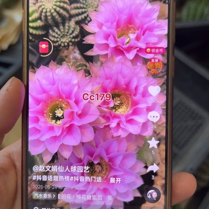 无花朵无根侧芽歪cc179