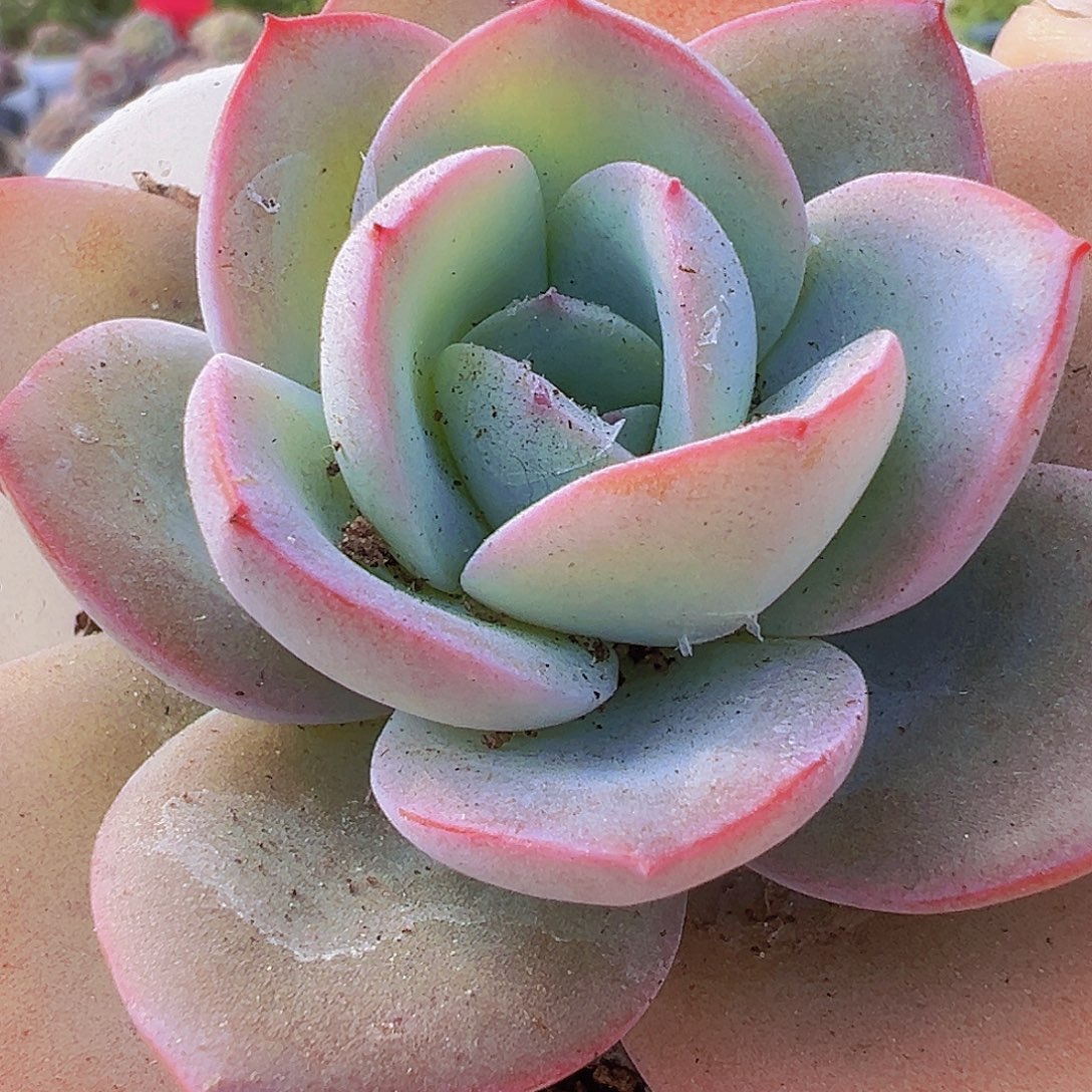 布鲁兰19包邮多肉植物
