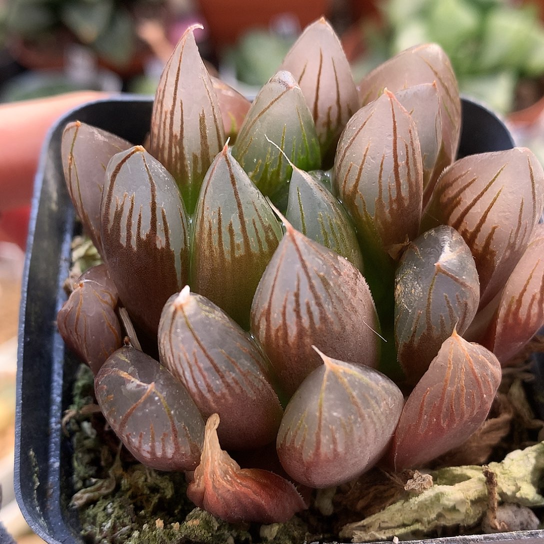 玉露带盆土发货tyyu