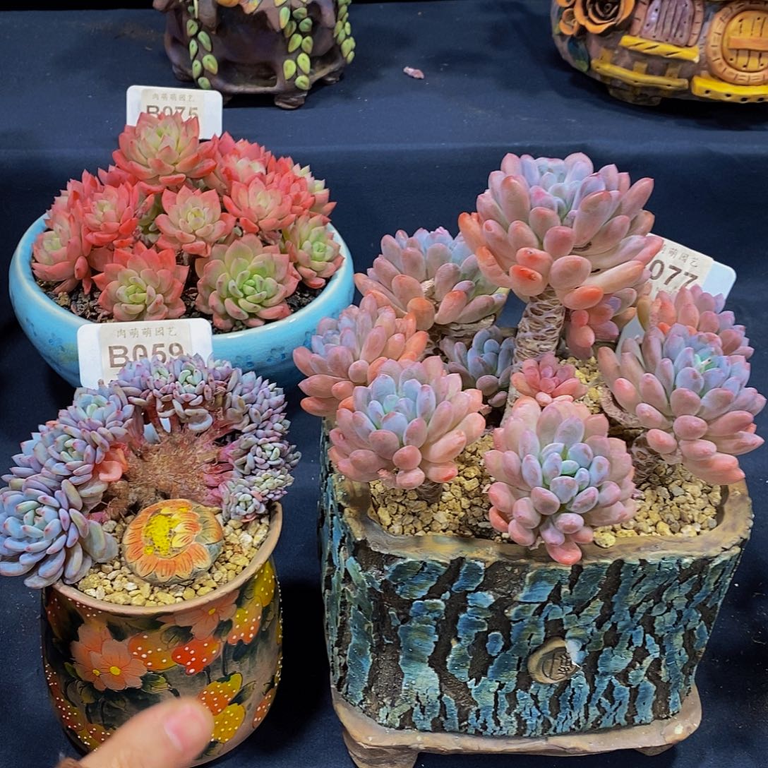 万***颜B058/077星星橙缀朵朵 /灯美人捧花多肉