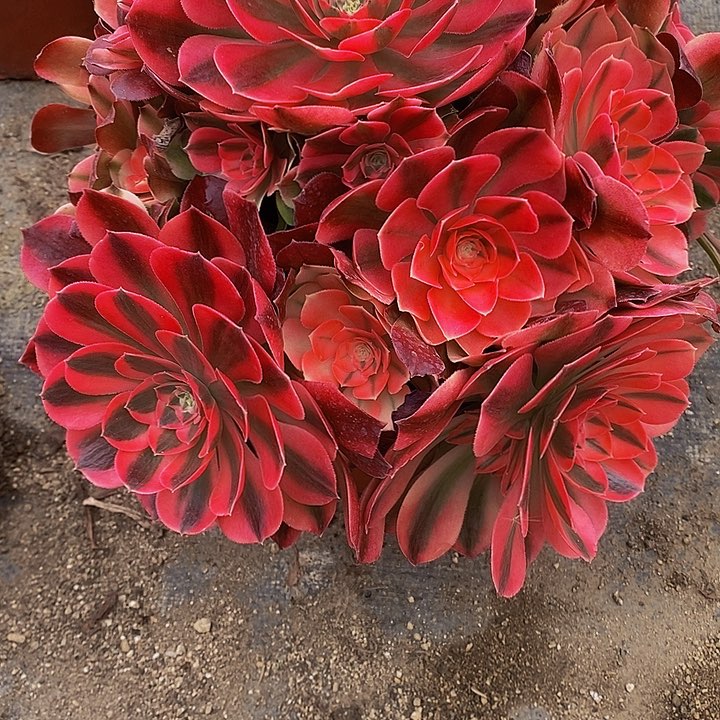 多肉香妃894多肉