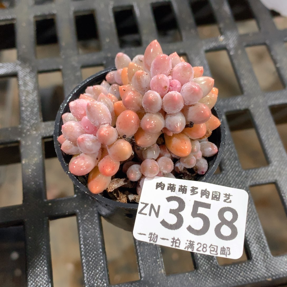 肉萌萌拇指盆精控多肉ZN358