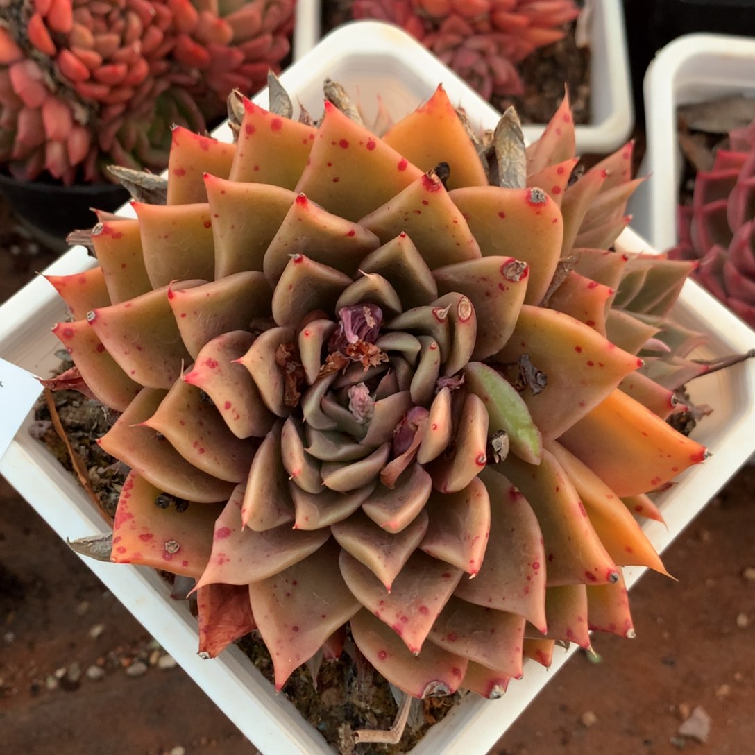 2262新年快乐发发发