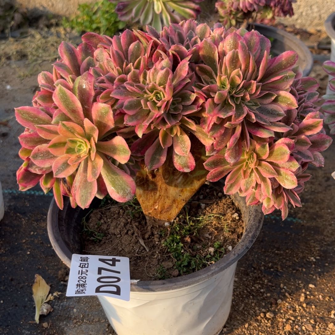 074多肉植物红袖缀化