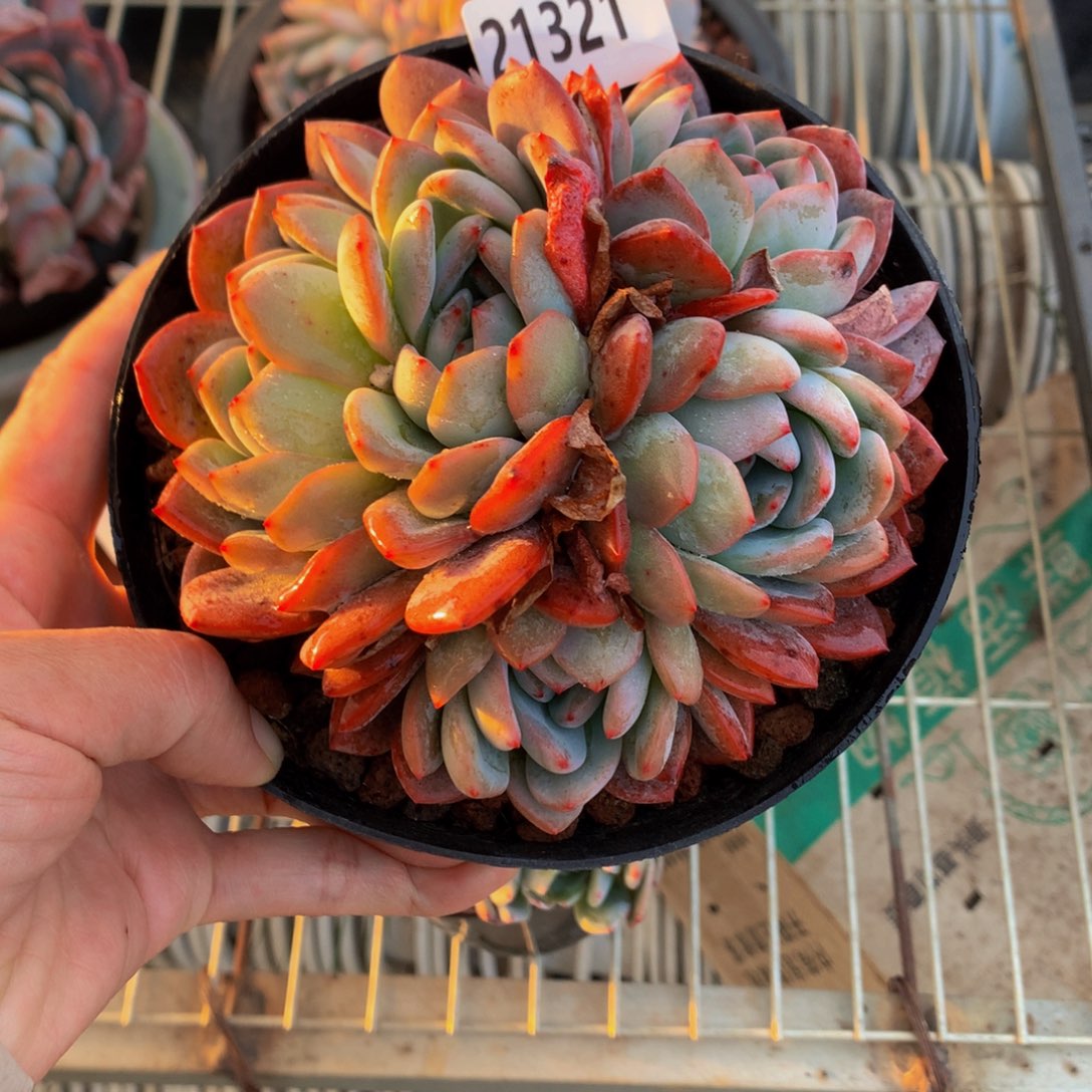 21321全明星嗯嗯真的