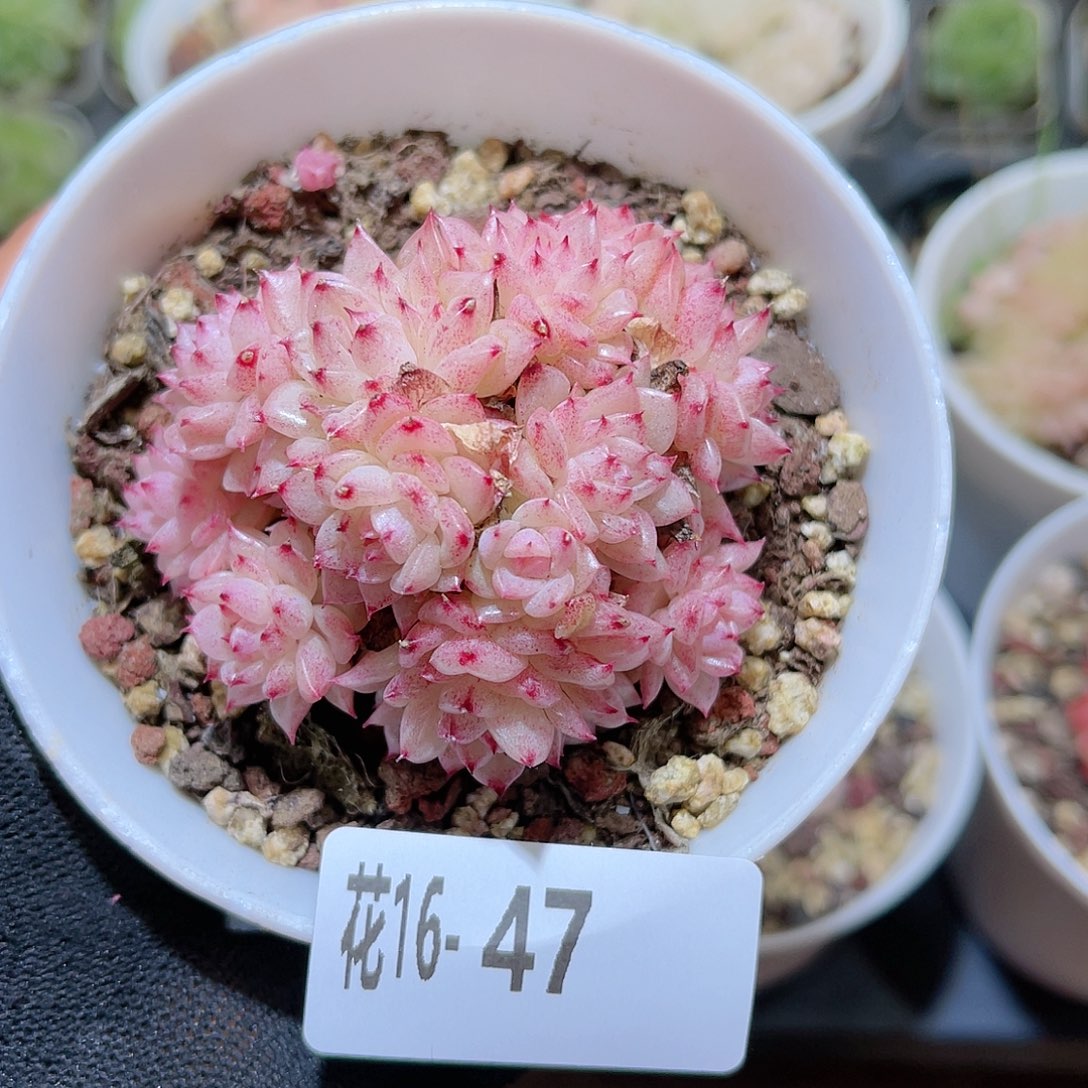 花16-47麦秆群生