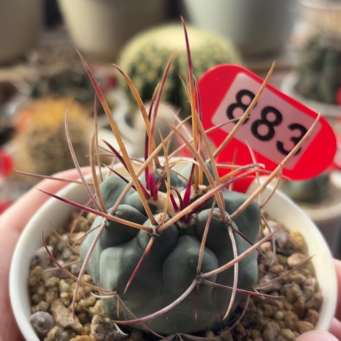 仙人球实生绯冠龙