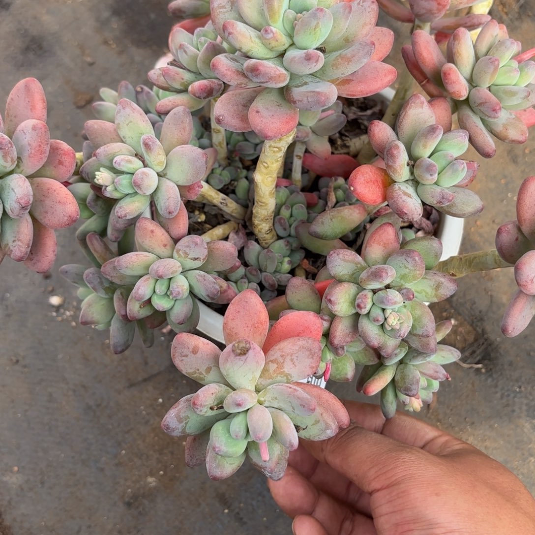 同温层多肉253苹果奶