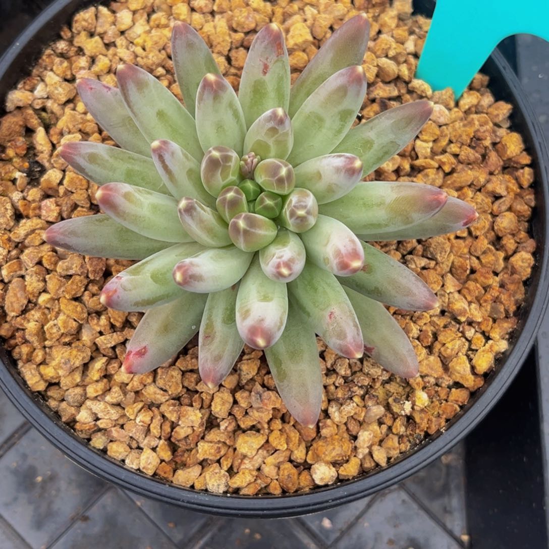 0830号上午多肉植物群生多肉