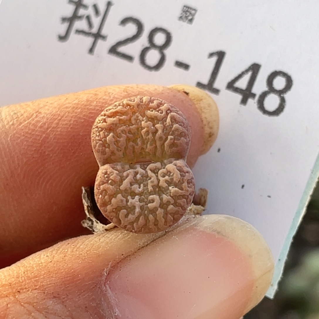 28-148泡泡勋章肉锥