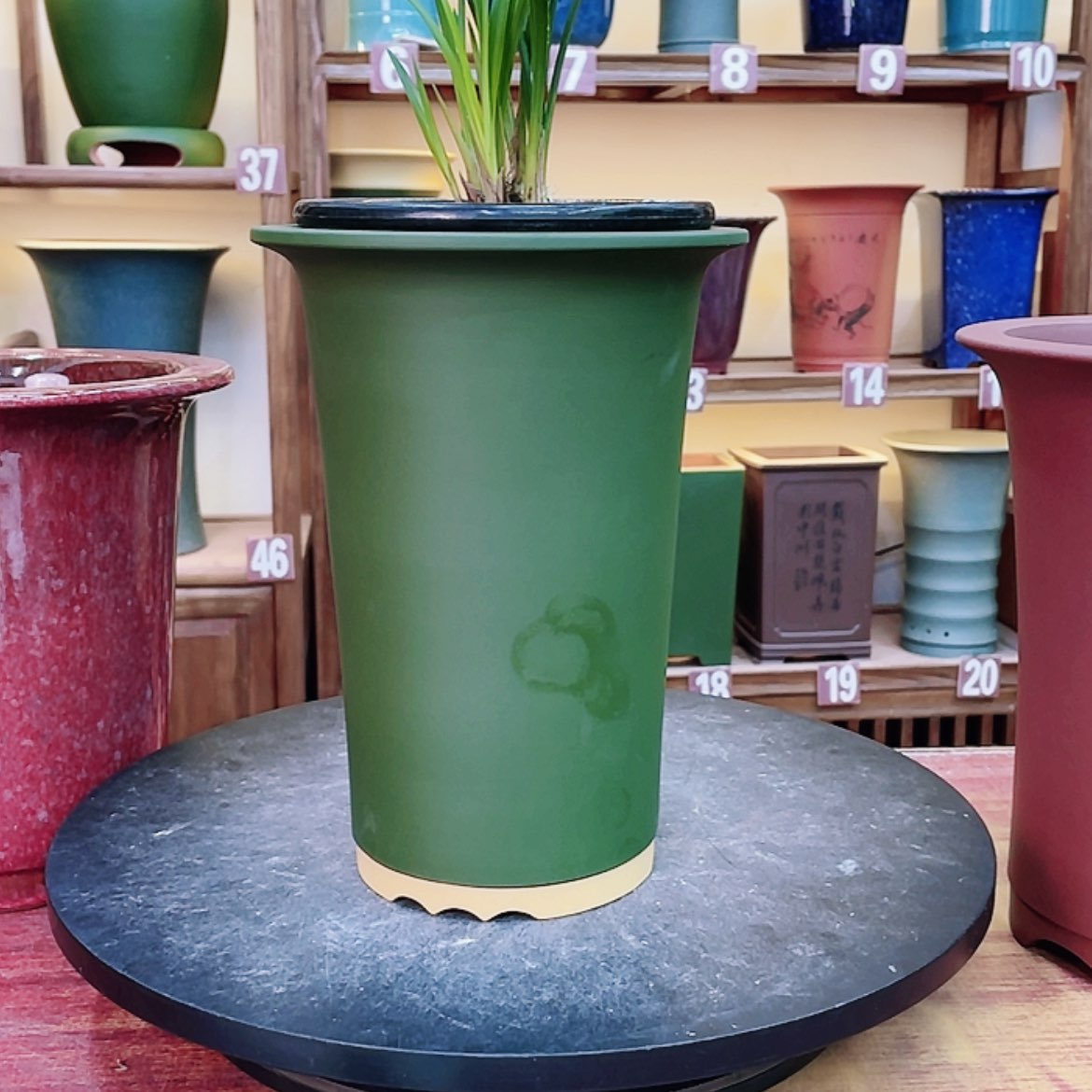 【闪购商品】紫砂花盆老**兰兰花486622556555666855