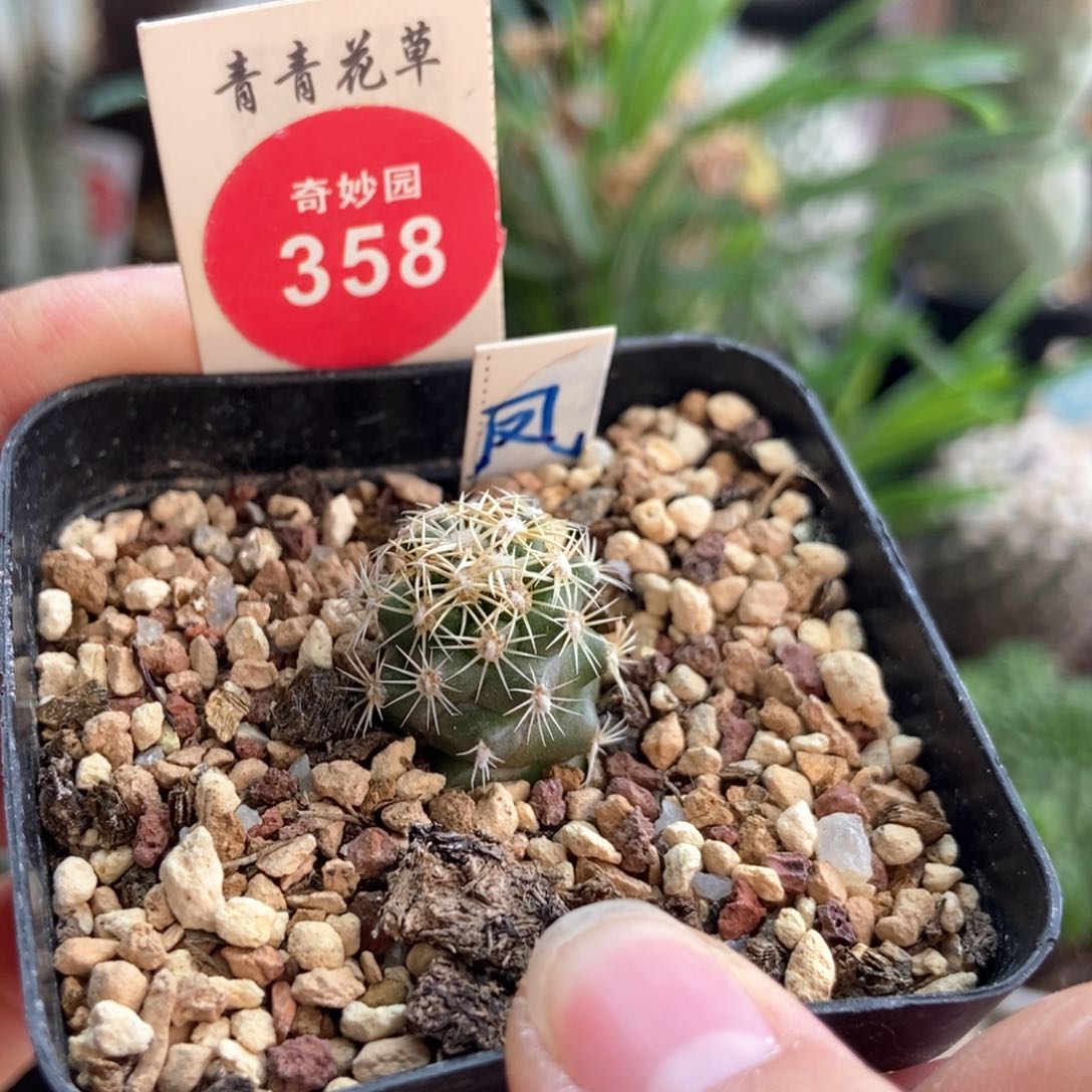 实生顶花凤舞1.6cm