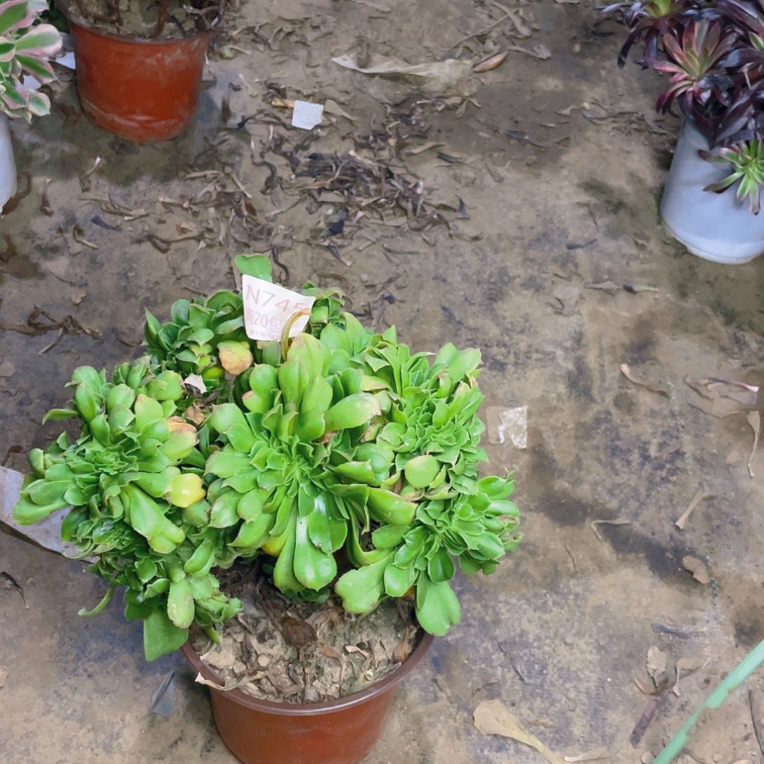 745小叶香炉盘缀化多肉