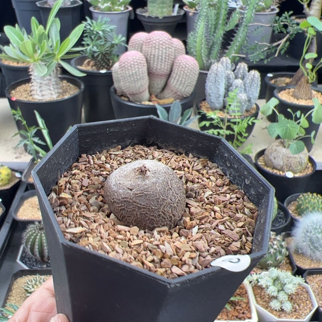 南非龟甲龙2.7一物一拍带盆发