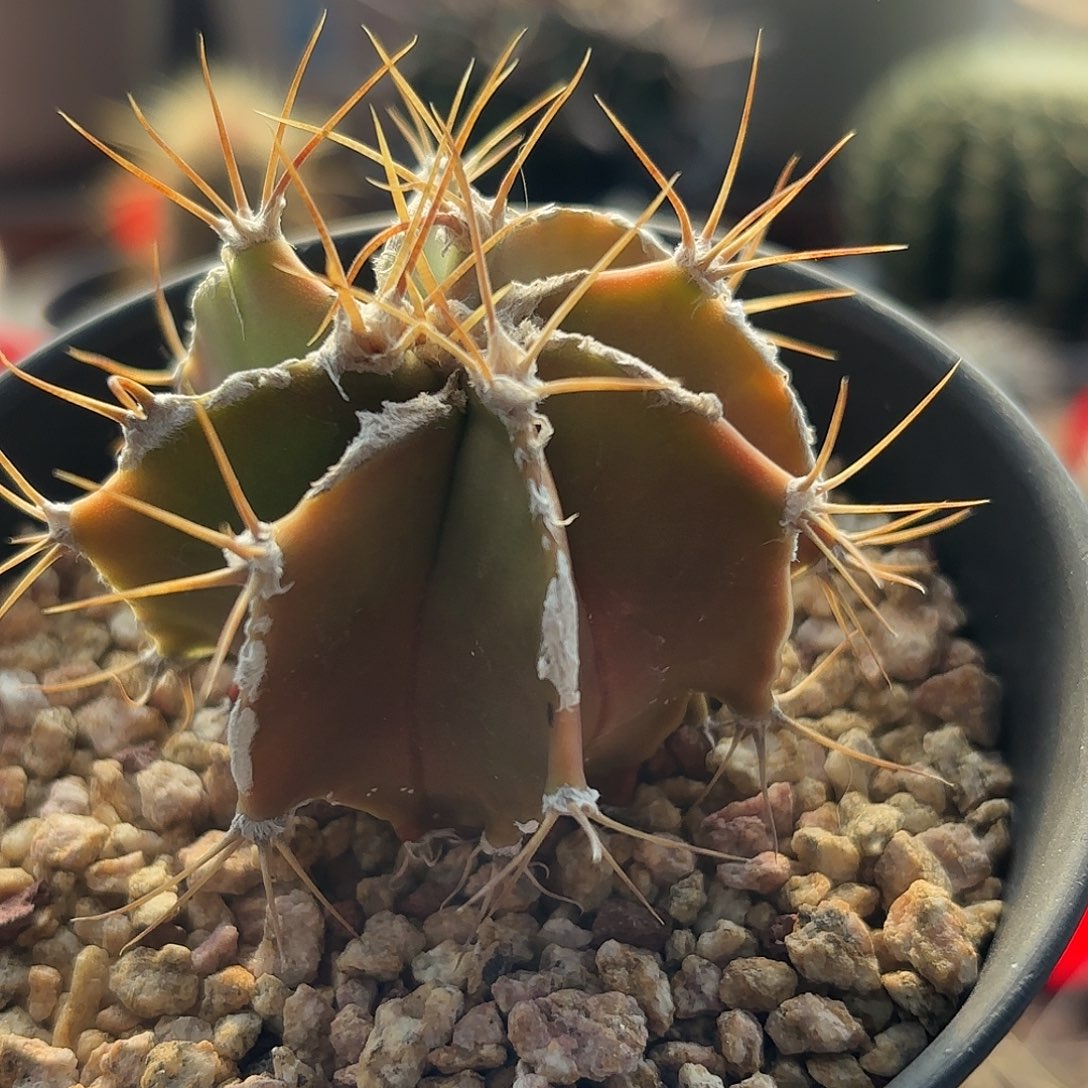 仙人球实生白云般若