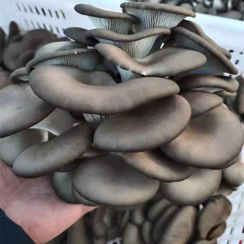 精品蔬菜 平菇 1斤左右/份