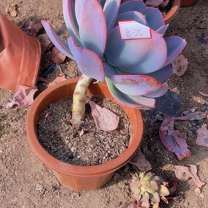 软****室布鲁克林的兰18杠25号