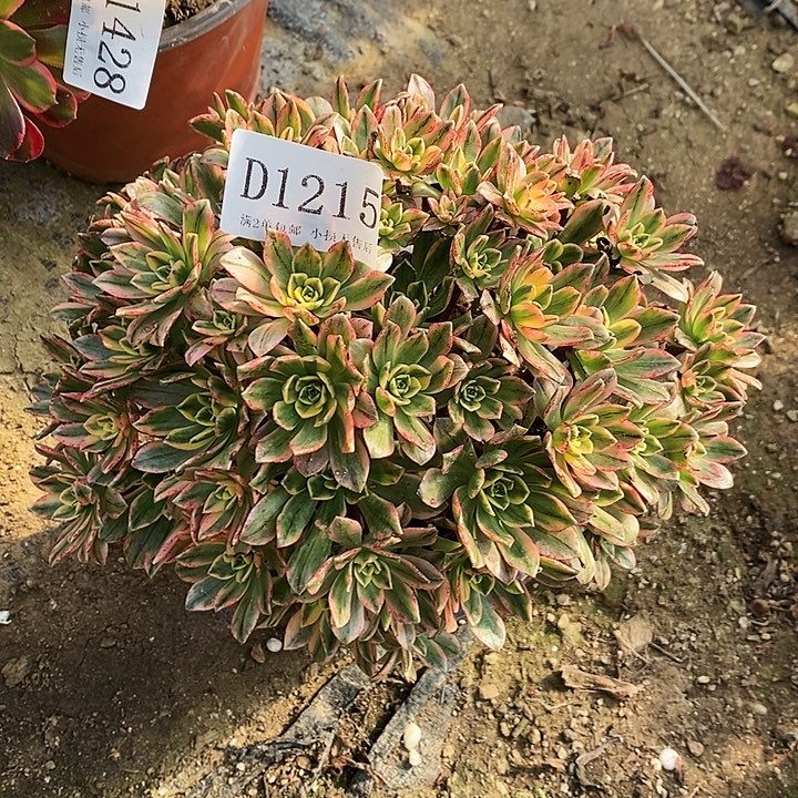 1215甜茶多肉叶片有瑕疵