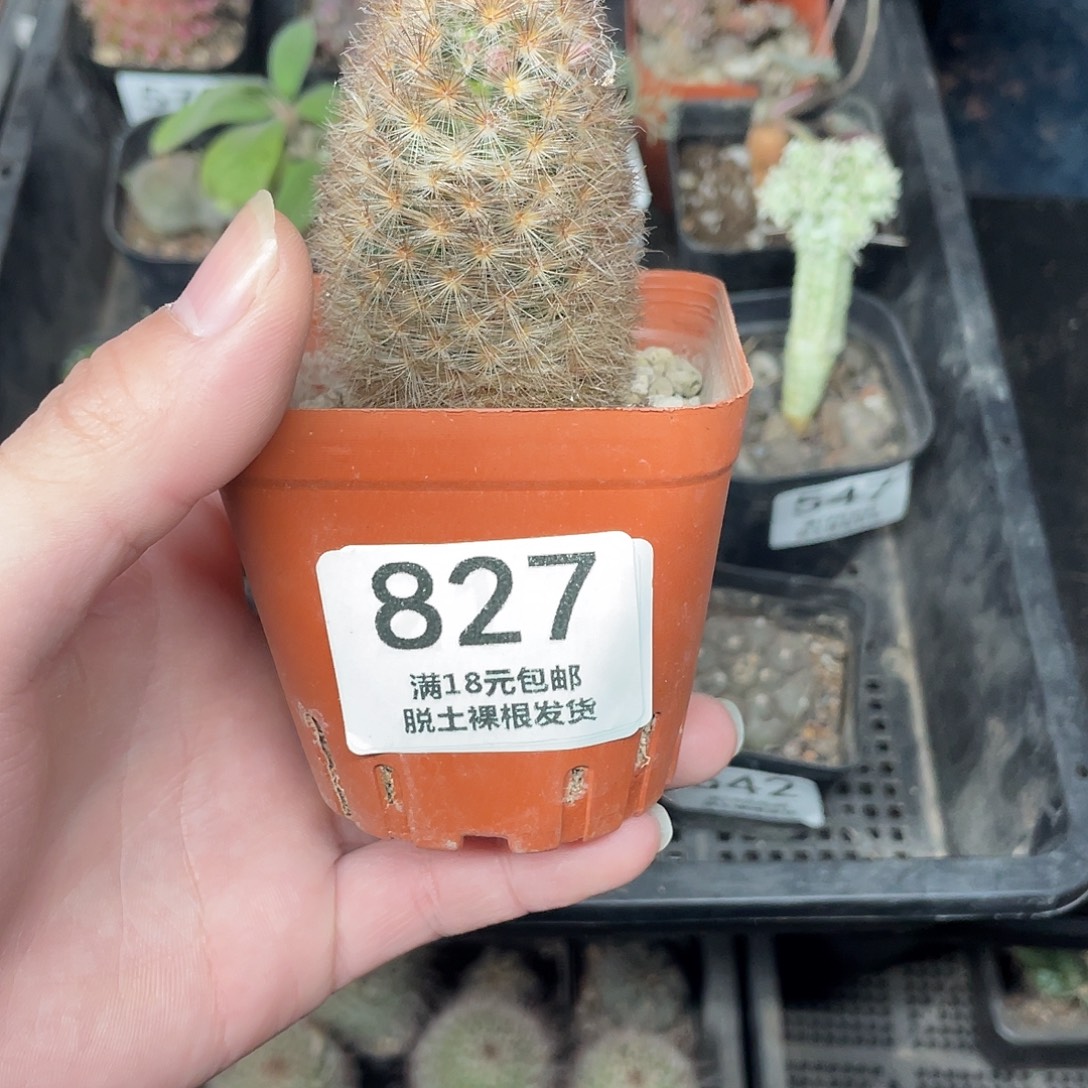 827红刺嘉文（满18包邮）