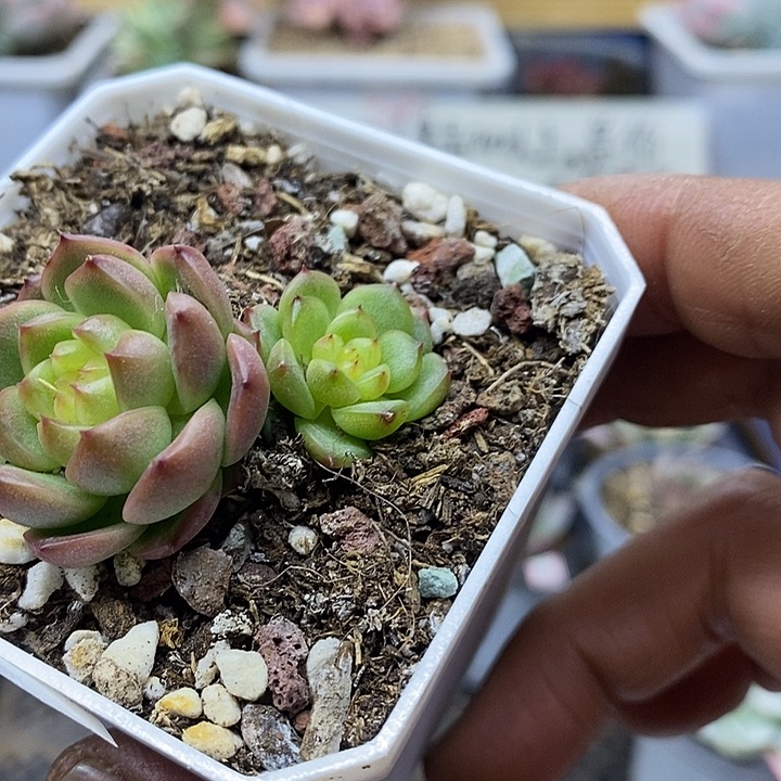 13198 灯泡珍妮双头