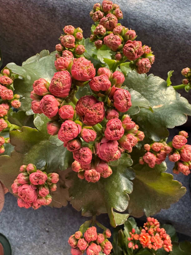 长寿花-长相守130口径盆