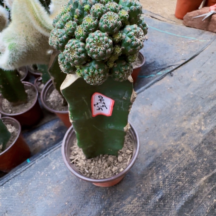 用***1无花朵补差价，换红花宝山