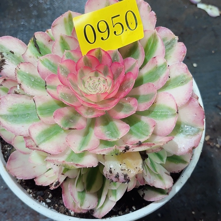 多肉植物倾城0950