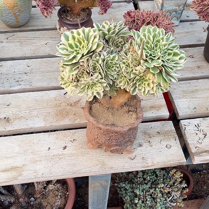 01迈巴赫缀化，冠幅23厘米左右脱土裸根发货