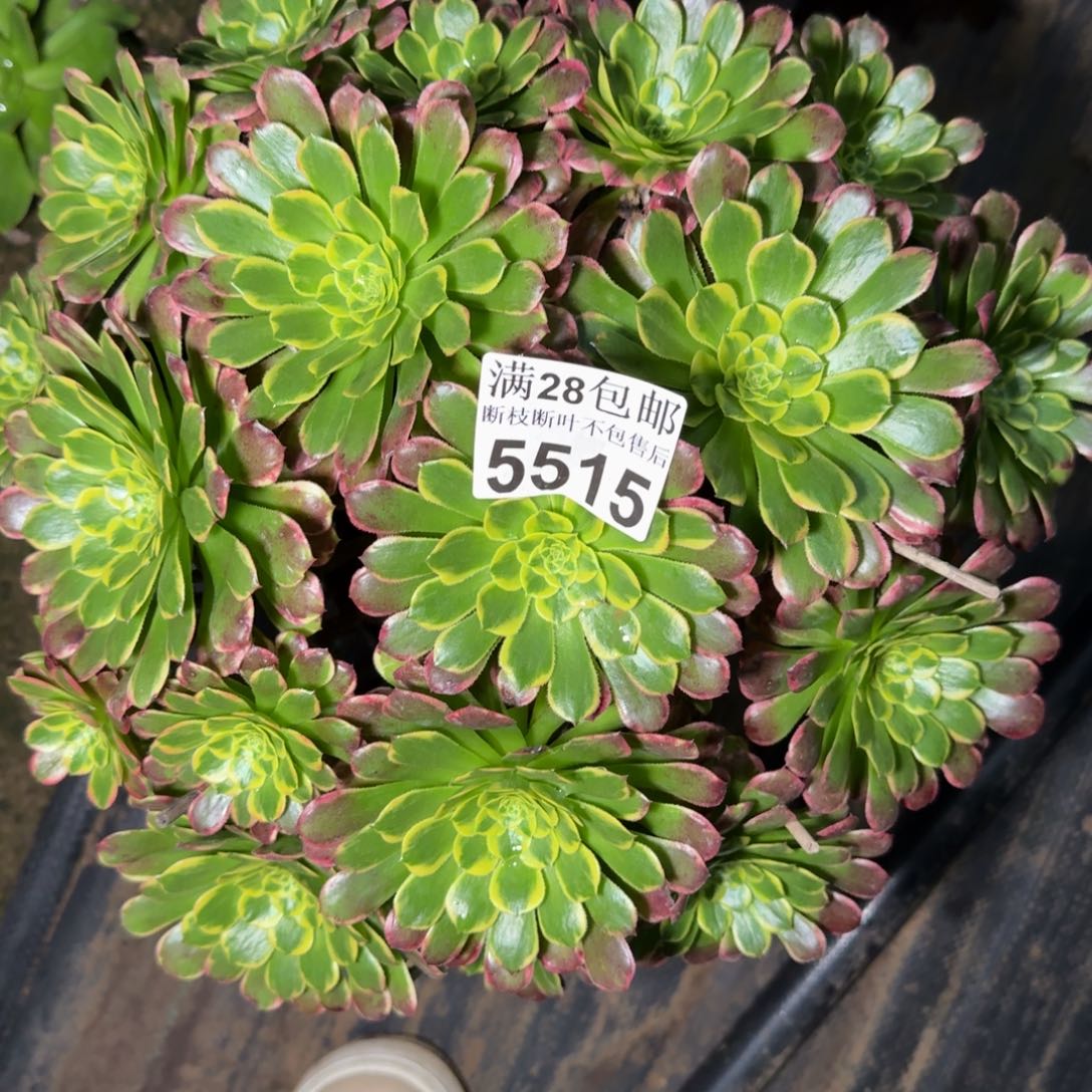 5515朝霞多肉植物