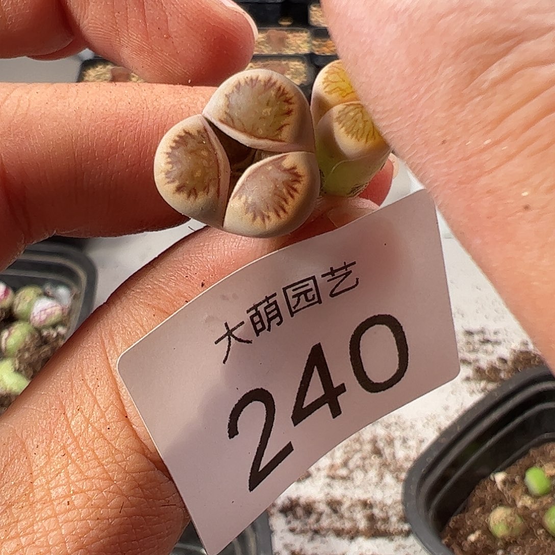 一物一拍。    240