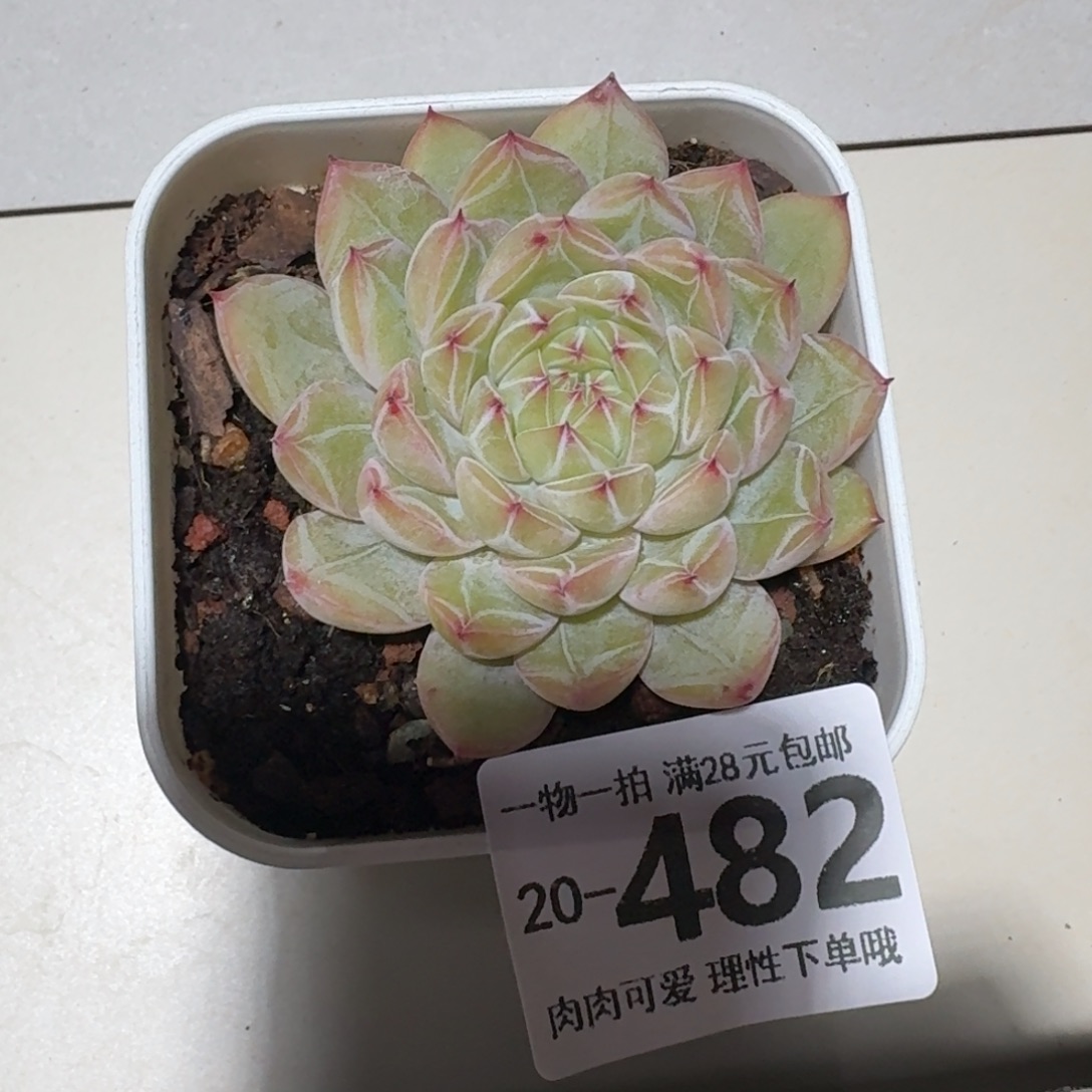 雪花珍妮无盆土发货呀