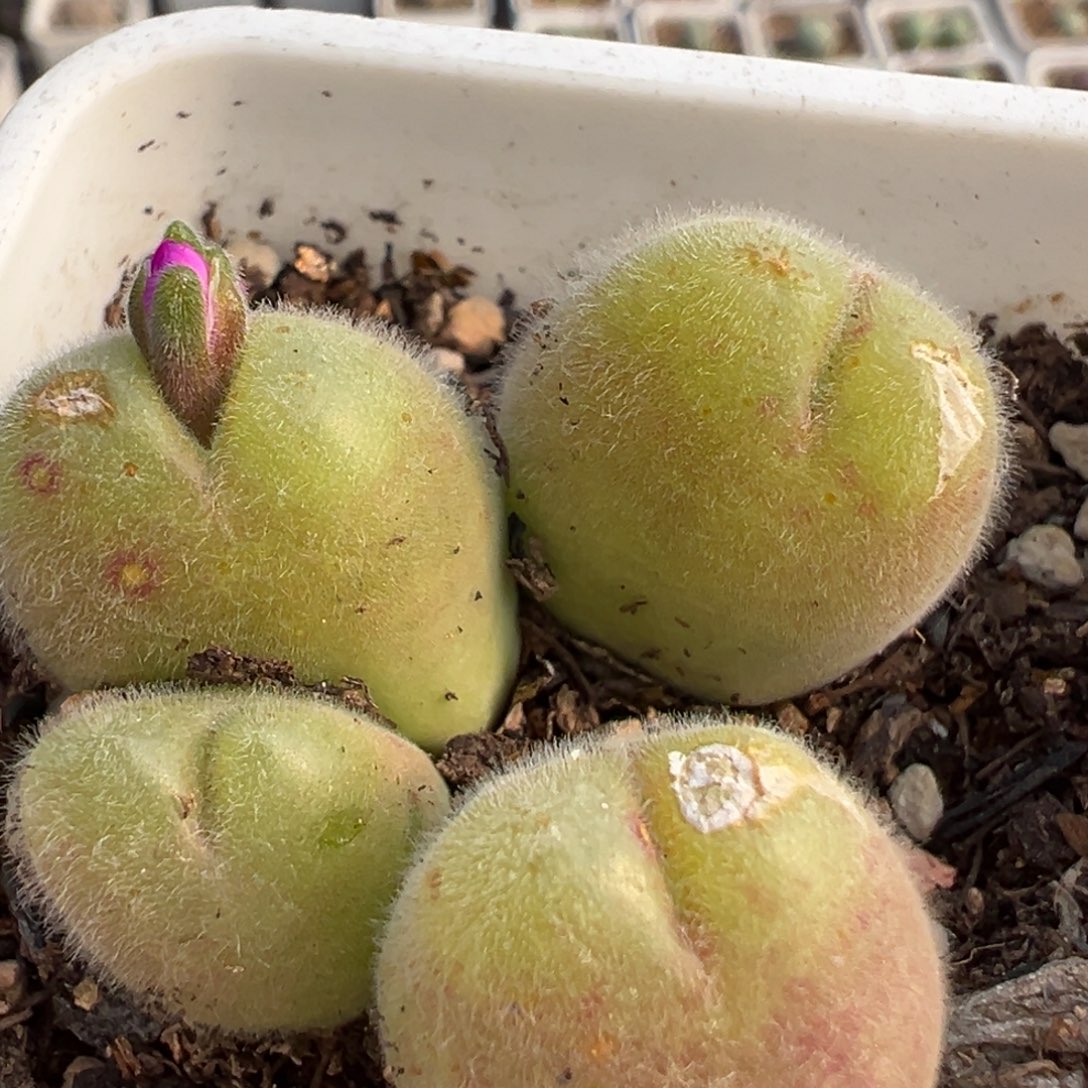 早***睡67多肉植物百科植物