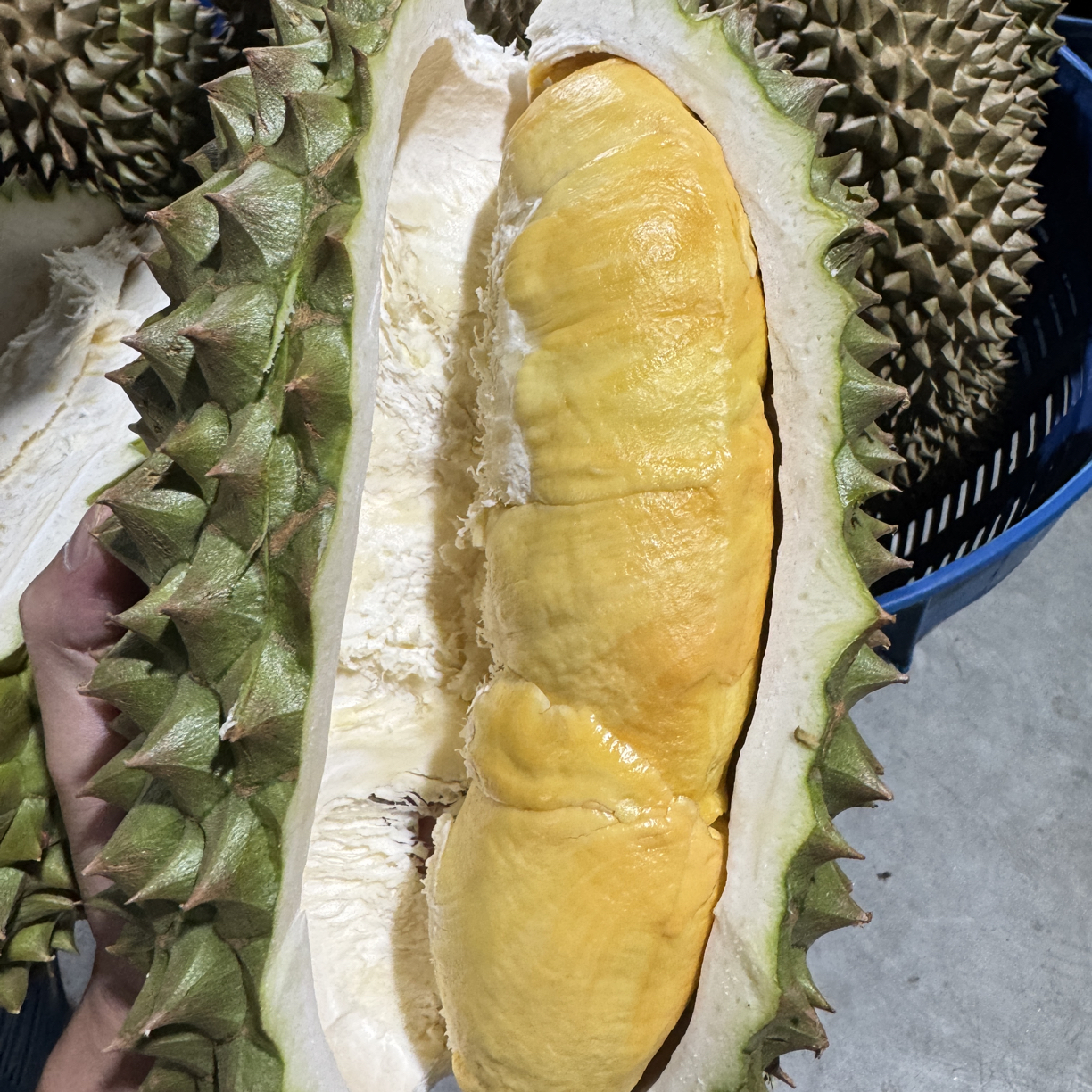 泰国老树青尼空运果b果