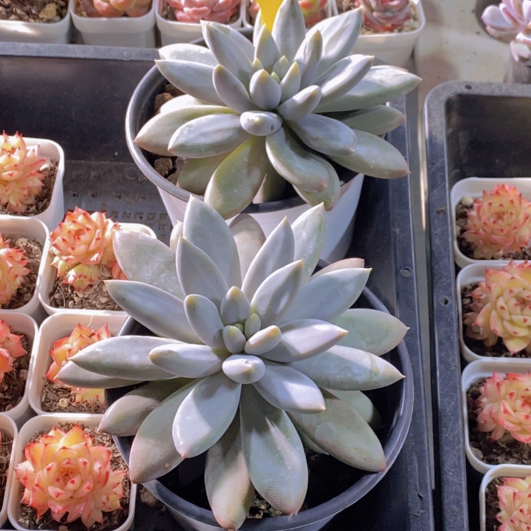 1127-15-精品大母本哥特萝莉单头一个