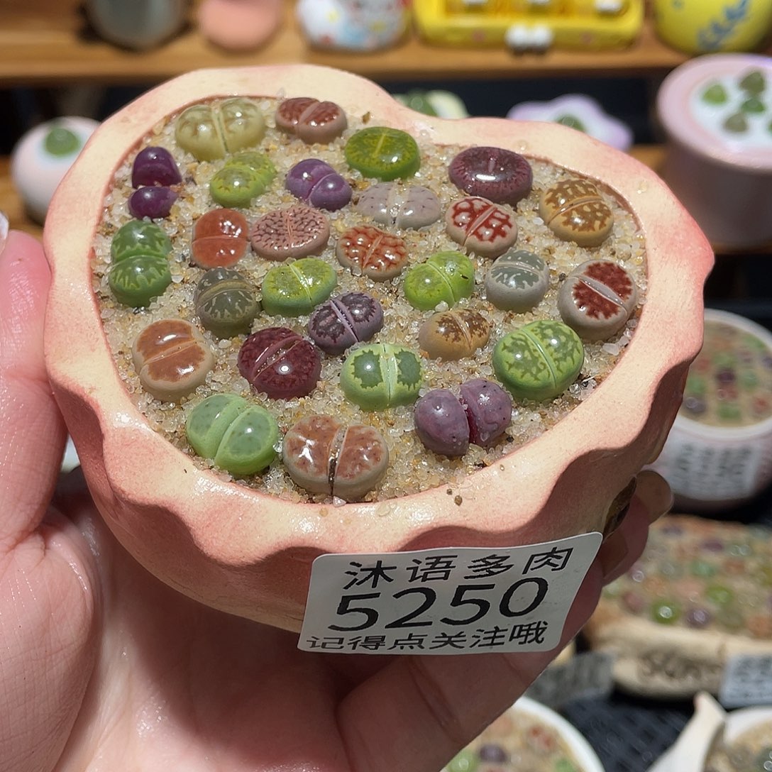 带盆土植物 一物一拍5250