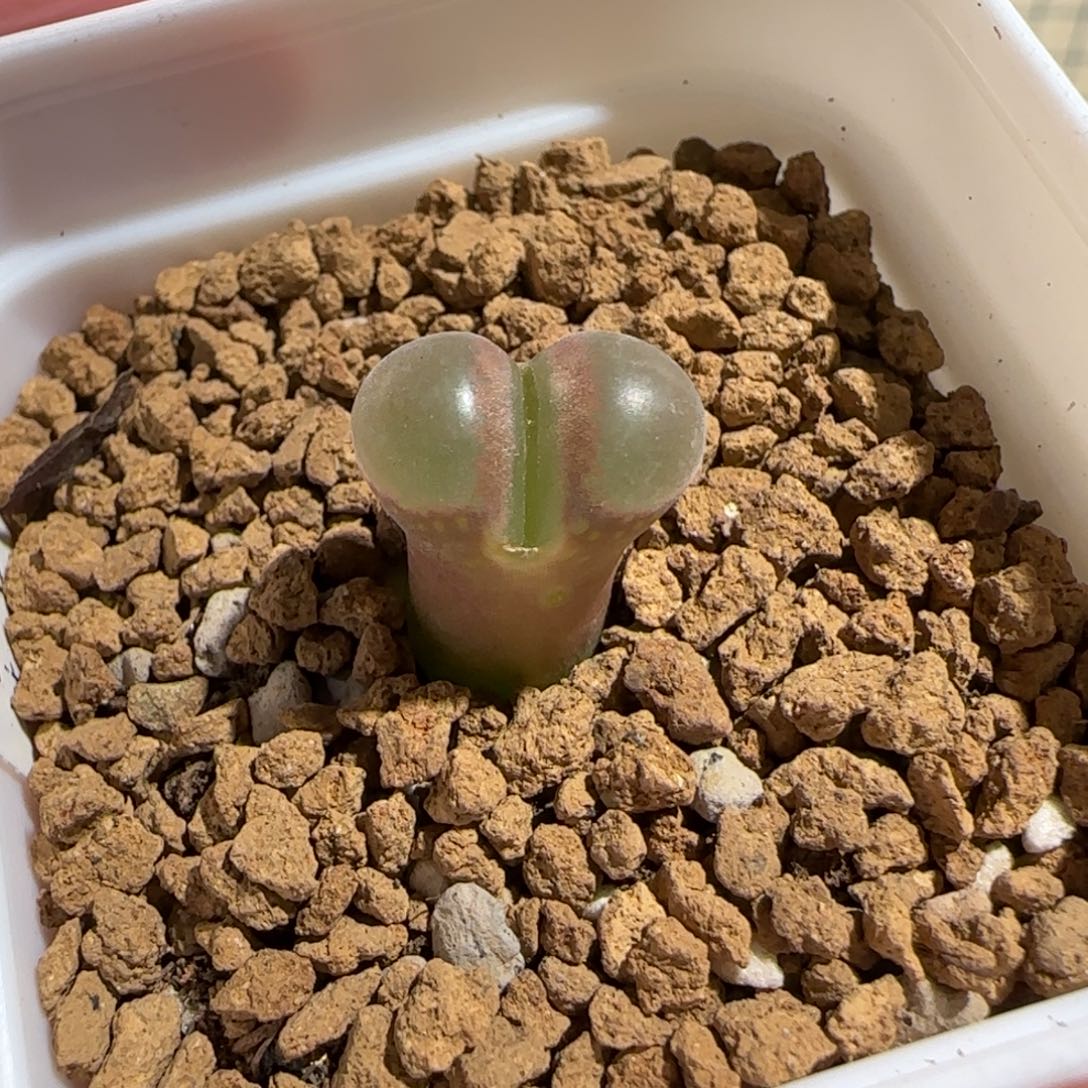 靓***丫肉锥多肉植物组合-pa212、1226