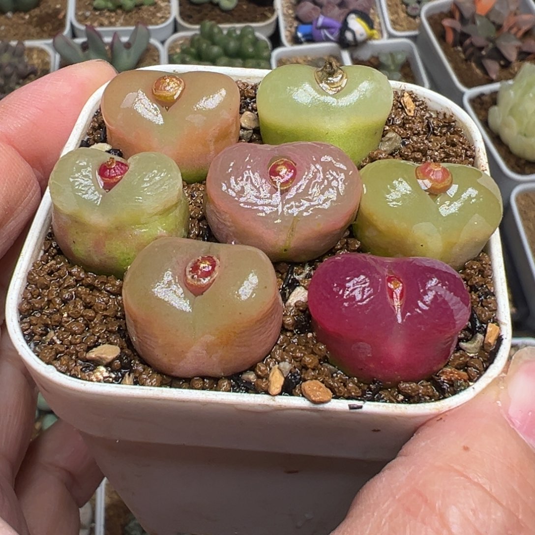 一组7棵母本带盆多肉植物