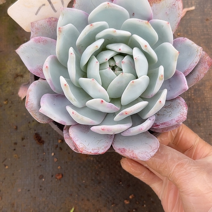 两单包邮， 一物一拍，散，19嫦娥