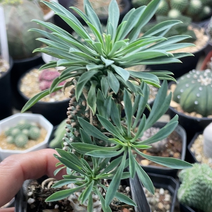铁甲麒麟仙人球    