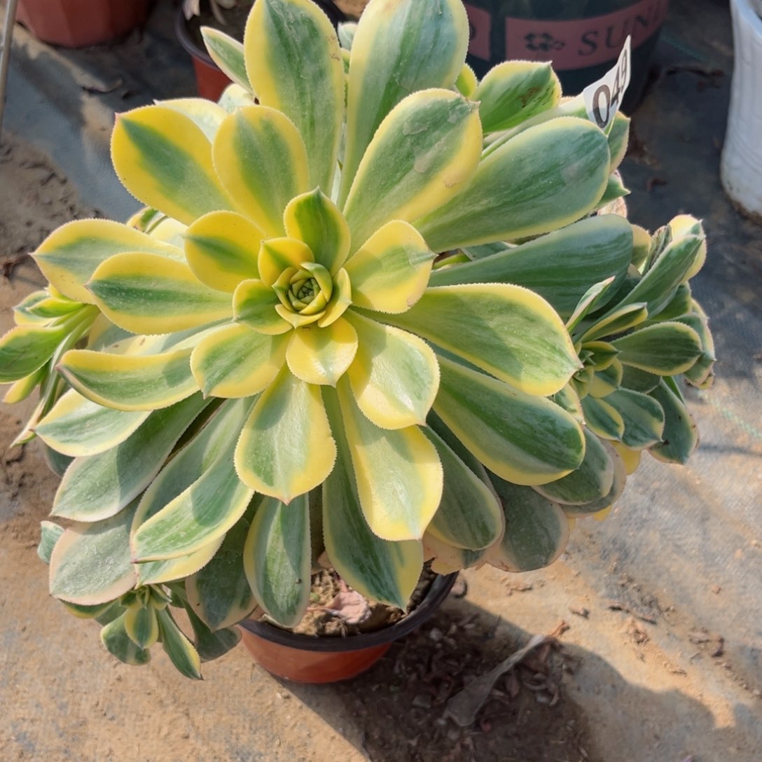 049灿烂法师多肉植物