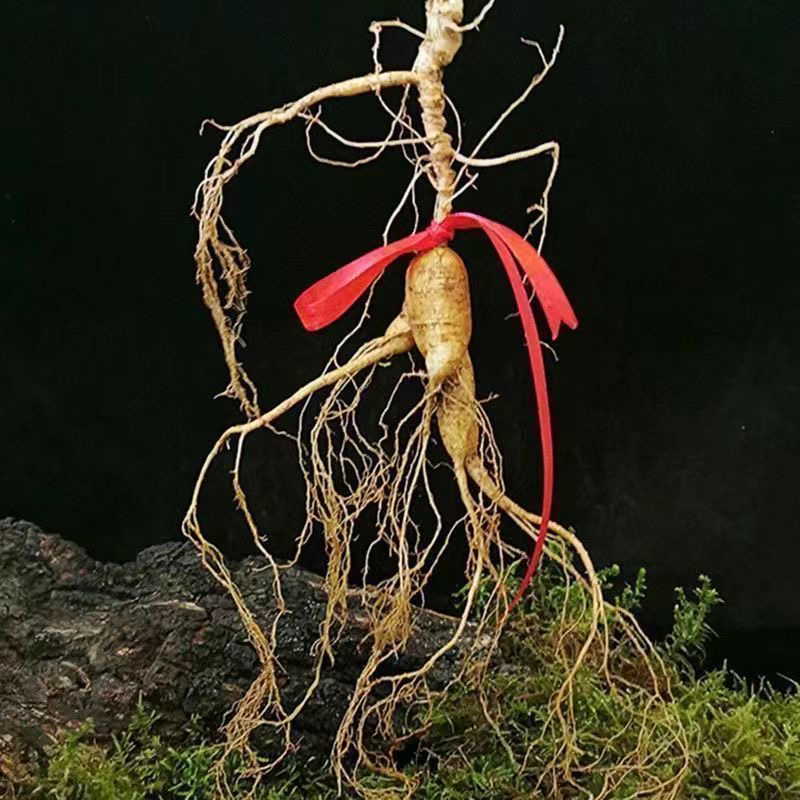 长白山新鲜林下参(一物一拍)