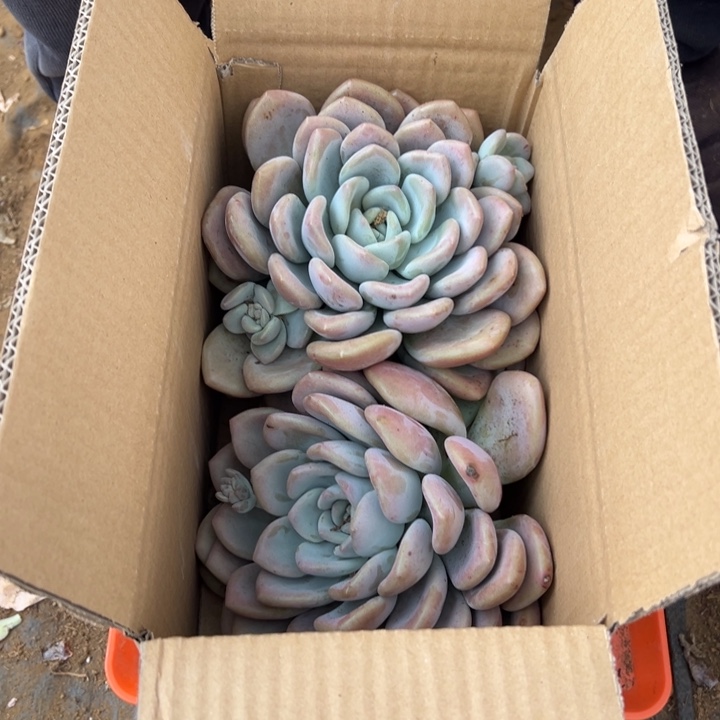 地栽瑕疵奥普琳娜单头装箱（不售后）